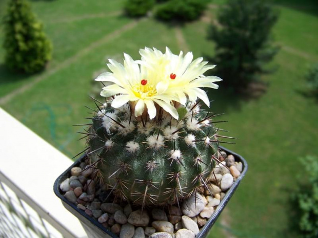 Notocactus sp.