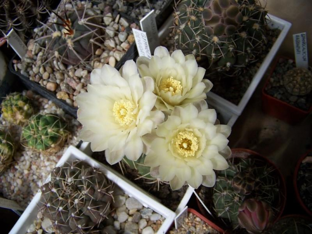 Gymnocalycium baldianum