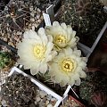 Gymnocalycium baldianum