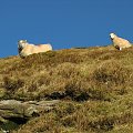 Owce są wszędzie #góry
