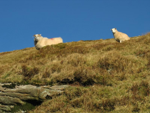 Owce są wszędzie #góry