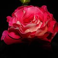 Najładniejsza róża w moim ogródku #kwiaty #ogród #zieleń #róża