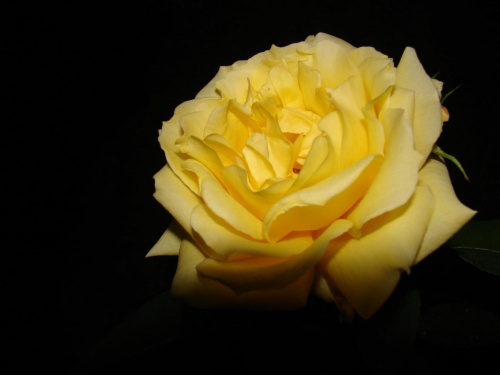 Jedna z moich pięknych róż #kwiaty #ogród #zieleń #róża