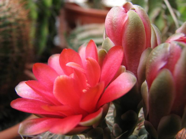 gymnocalycium baldianum