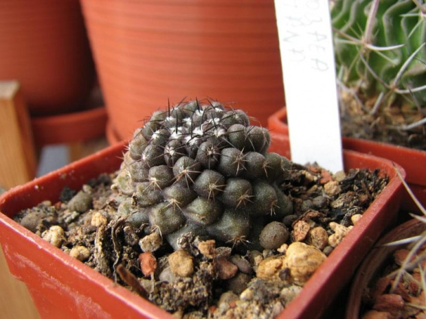 copiapoa hypogaea v. montana