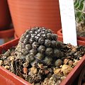 copiapoa hypogaea v. montana