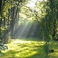 #światło #promień #park #drzewa
