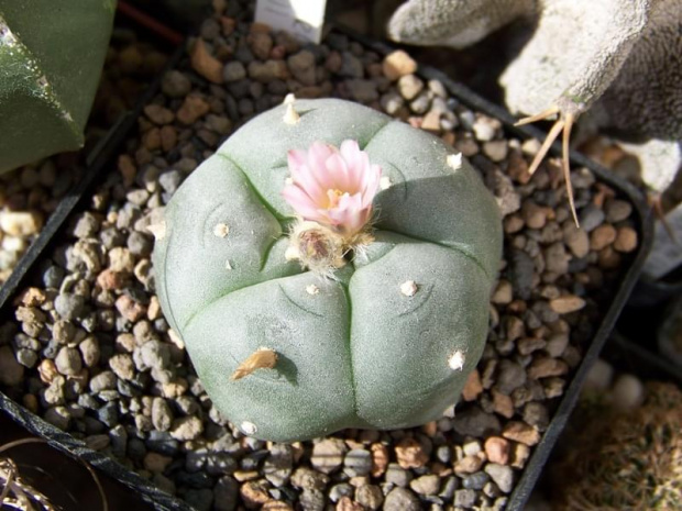 Lophophora williamsii