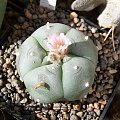 Lophophora williamsii