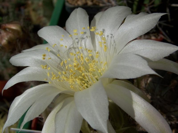 Echinopsis subdenudata