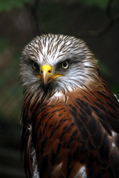 bydgoszcz zoo