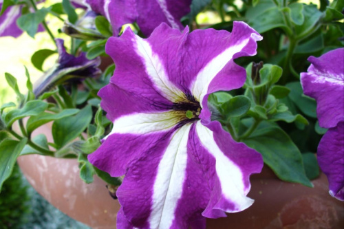 Petunia #Rośliny #las #kwiaty #przyroda #flora #fauna #botanika #łąka #petunia