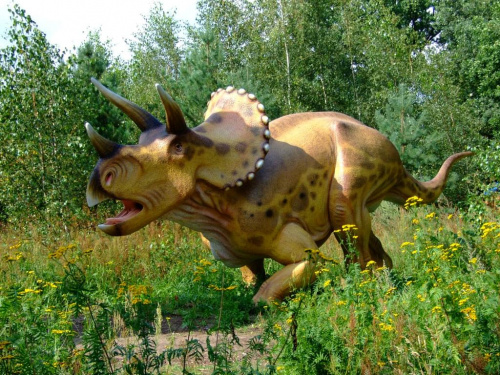 Triceratops #dinozaury #triceratops
