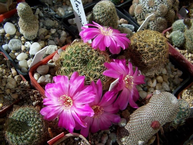 Sulcorebutia