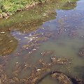 Martwe ryby.Kanał rzeczny przy Via Appia niedaleko Terraciny #martwe #ryby #appia #terracina