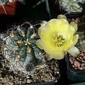 Acanthocalycium glaucum