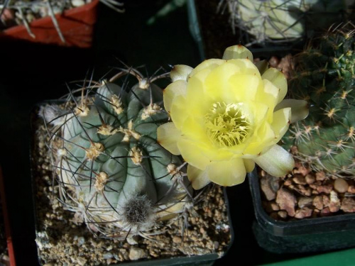 Acanthocalycium glaucum