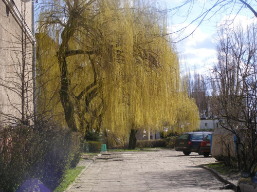 Park Kasprowicza - wiosna 2008 r.