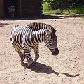 dygnięta zebra #zwierzęta #zoo #park #natura #zebra