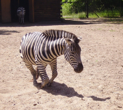 dygnięta zebra #zwierzęta #zoo #park #natura #zebra