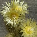 Notocactus leninghausii