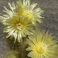 Notocactus leninghausii