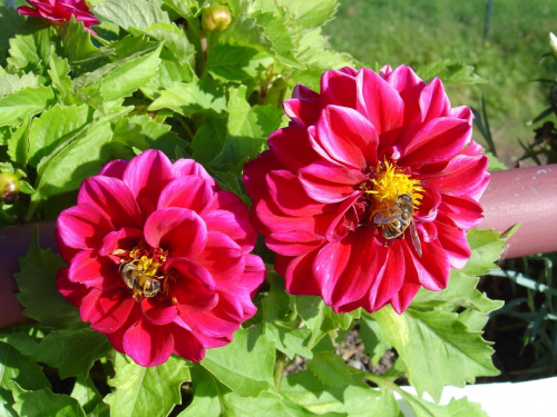 Pszczółki #kwiaty #owady #pszczoły