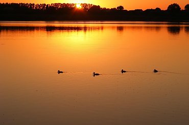 zachód słońca nad jeziorem #zachód #słońce #jezioro #wieczór #kaczki #las #kolory #blask #ptak #ptaki #woda #drzewa