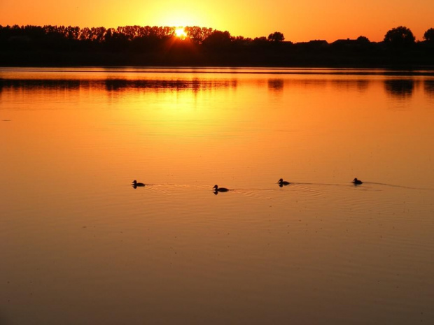 zachód słońca nad jeziorem #zachód #słońce #jezioro #wieczór #kaczki #las #kolory #blask #ptak #ptaki #woda #drzewa