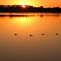 zachód słońca nad jeziorem #zachód #słońce #jezioro #wieczór #kaczki #las #kolory #blask #ptak #ptaki #woda #drzewa