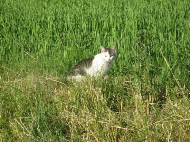 Kotek;) #kotek #kot #wieś #wakacje