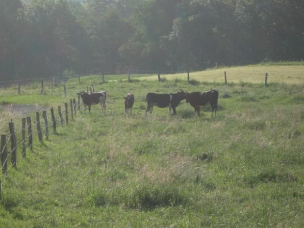 Na pastwisku ;0 #wieś #krowy #pastwisko #lato #wakacje #krowa