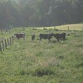 Na pastwisku ;0 #wieś #krowy #pastwisko #lato #wakacje #krowa