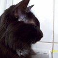 Sarabi
