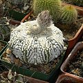 Astrophytum asterias cv supercabuto