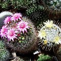 Mammillaria berkiana i Mammillaria duweii