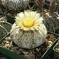 Astrophytum asterias cv supercabuto