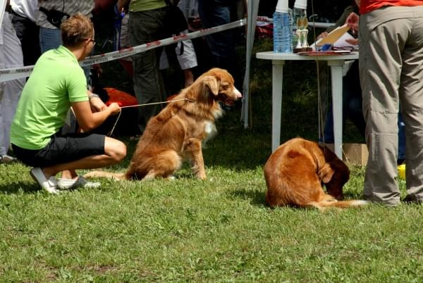 34 Krajowa Wystawa Psów w Ustroniu