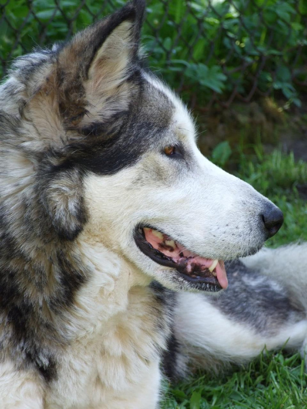 To mój drugi Alaskan Malamute - Cherry - suczka #zwierzęta #psy #AlaskanMalamute