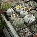 Astrophytum asterias