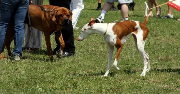 34 Krajowa Wystawa Psów w Ustroniu