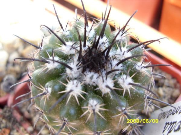 Parodia subterranea