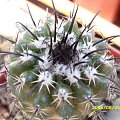 Parodia subterranea