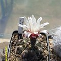 Gymnocalycium vatterii