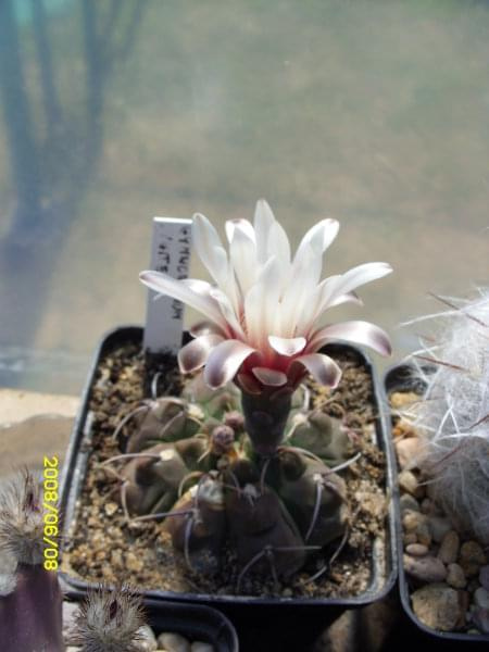 Gymnocalycium vatterii