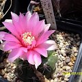 Gymnocalycium denudatum v. śruba