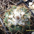 Coryphantha