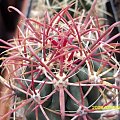 Ferocactus gracilis