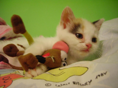 Tofik i jego mysz #kotek
