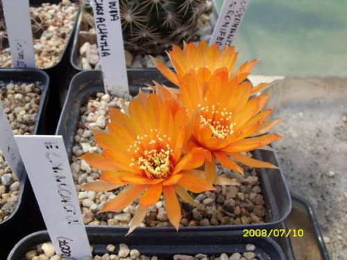 Lobivia arachnacantha f.pomarańczowa